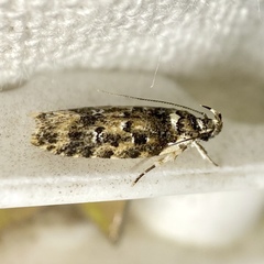 Ardozyga sodalisella