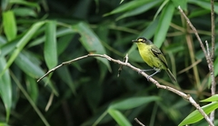 Todirostrum poliocephalum