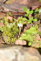 Lunularia cruciata