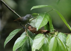 Myrmotherula unicolor