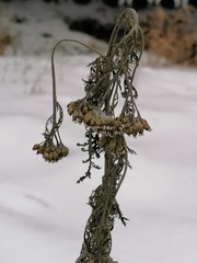 Achillea millefolium