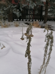 Achillea millefolium