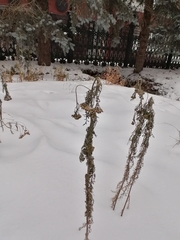 Achillea millefolium