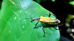 Chauliognathus atroscutellaris