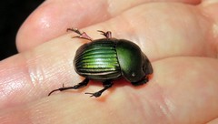 Chalcocopris hesperus