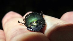 Chalcocopris hesperus