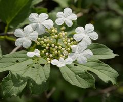 Viburnum opulus