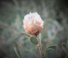 Dasineura tomentosa