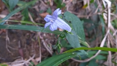 Strobilanthes dalzielii