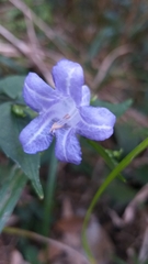 Strobilanthes dalzielii