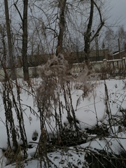 Chamaenerion angustifolium