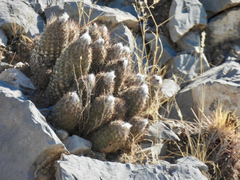 Coryphantha durangensis