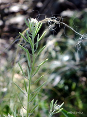 Exhalimolobos weddellii