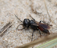 Tachysphex pompiliformis