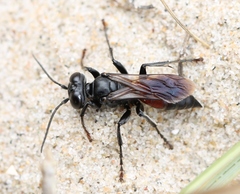 Tachysphex pompiliformis