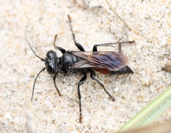 Tachysphex pompiliformis