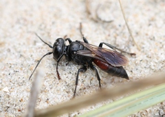 Tachysphex pompiliformis