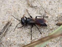 Tachysphex pompiliformis