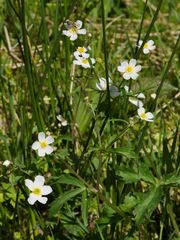 Ranunculus aconitifolius