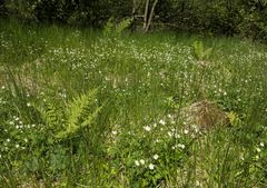 Ranunculus aconitifolius