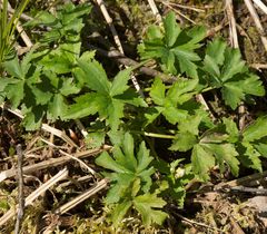 Ranunculus aconitifolius