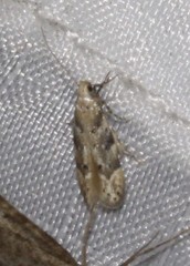 Coleotechnites piceaella