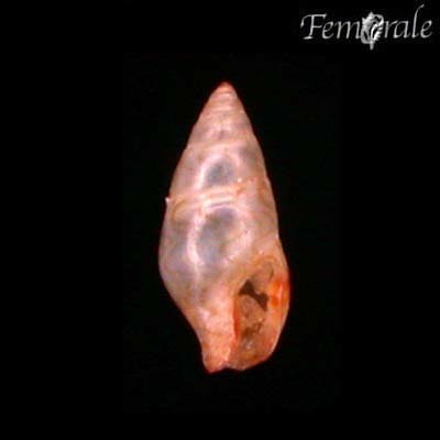 Lunate Dove Shell