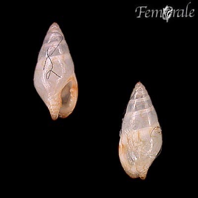Lunate Dove Shell
