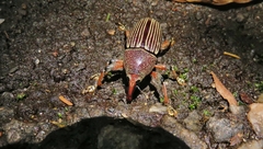 Cholus parallelogrammus