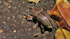 Cholus parallelogrammus