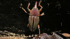 Cholus parallelogrammus