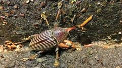 Cholus parallelogrammus