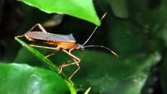 Leptoscelis elongator