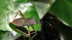 Leptoscelis elongator