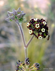 Oxypetalum arnottianum