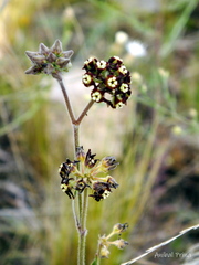 Oxypetalum arnottianum