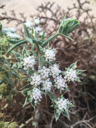 Spinose Pickling Herb