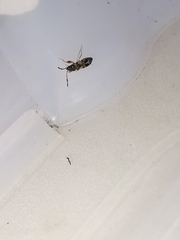 Scolopostethus affinis