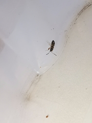 Scolopostethus affinis