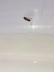 Scolopostethus affinis