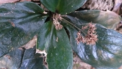 Hedyotis shiuyingiae