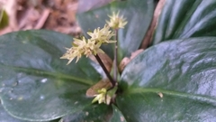 Hedyotis shiuyingiae