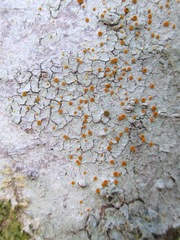 Brigantiaea leucoxantha