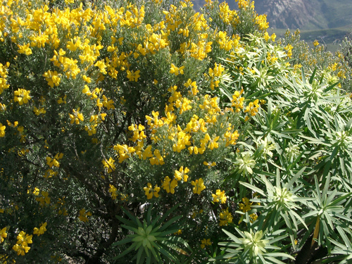 Image of Adenocarpus foliolosus by (c) Felicia Seichter, some rights reserved (CC BY)