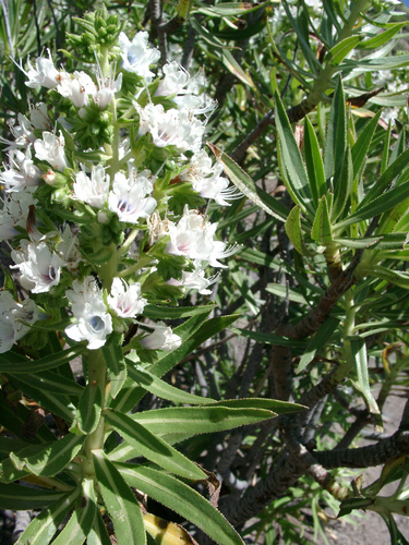 Image of Echium decaisnei by (c) Felicia Seichter, some rights reserved (CC BY)