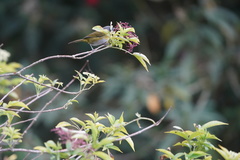 Chlorospingus canigularis