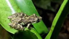 Scinax perpusillus