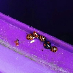 Harmonia axyridis