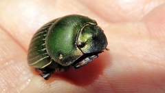 Chalcocopris hesperus