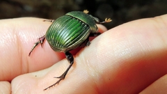 Chalcocopris hesperus